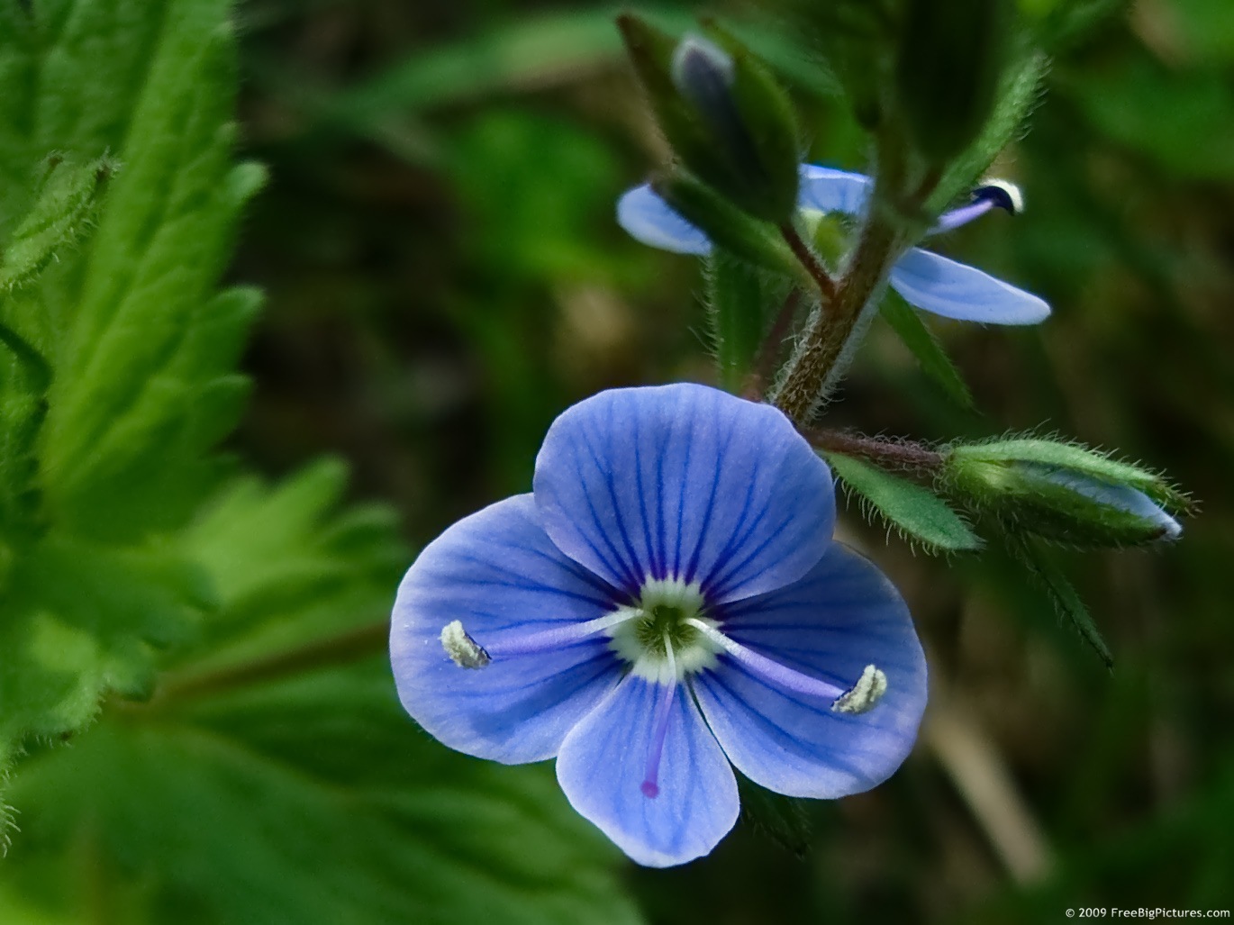 Blue Wildflowers 107