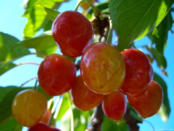 buah cherry muda