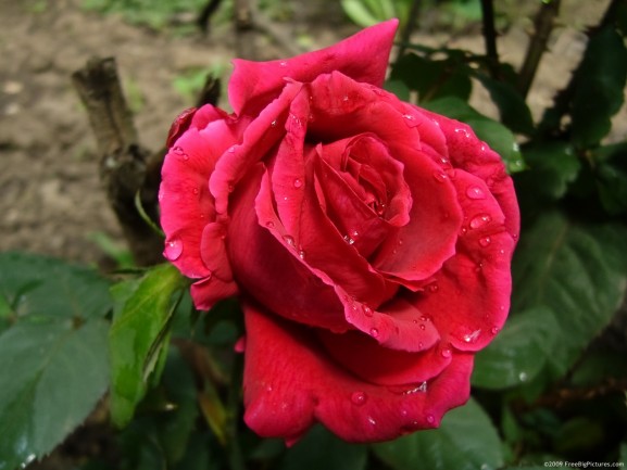 Free Photo of dew drops on rose is a big picture to download