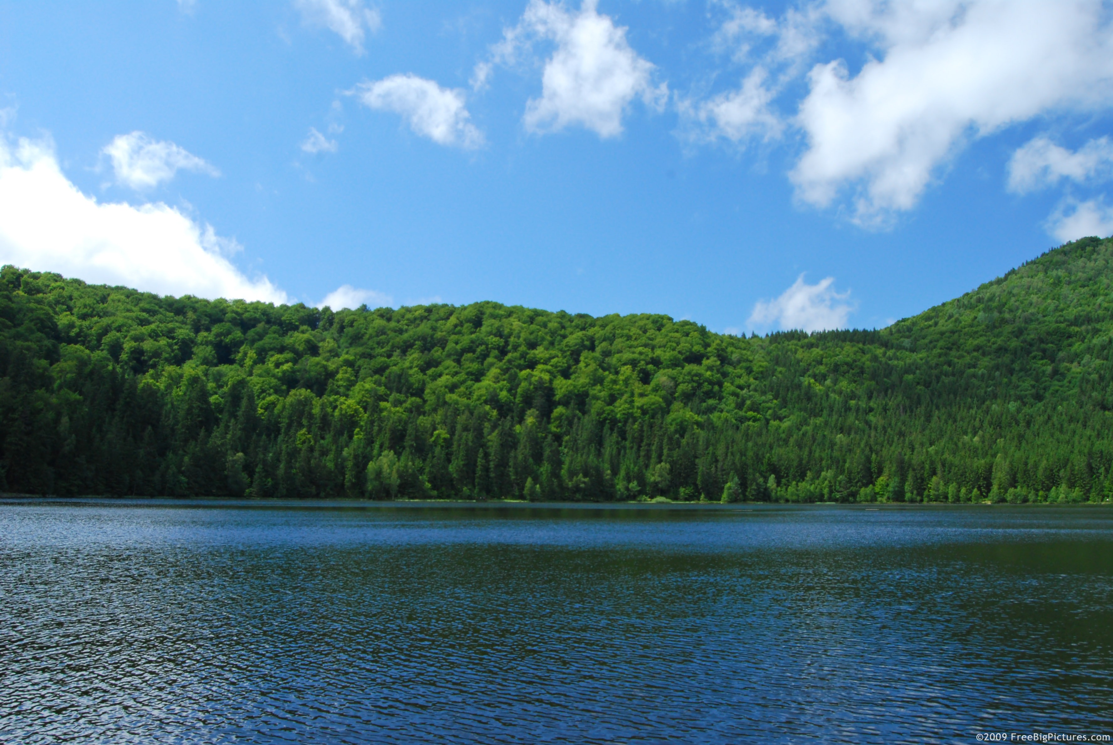 Download this Free High Resolution Pictures Lake Near Forest picture