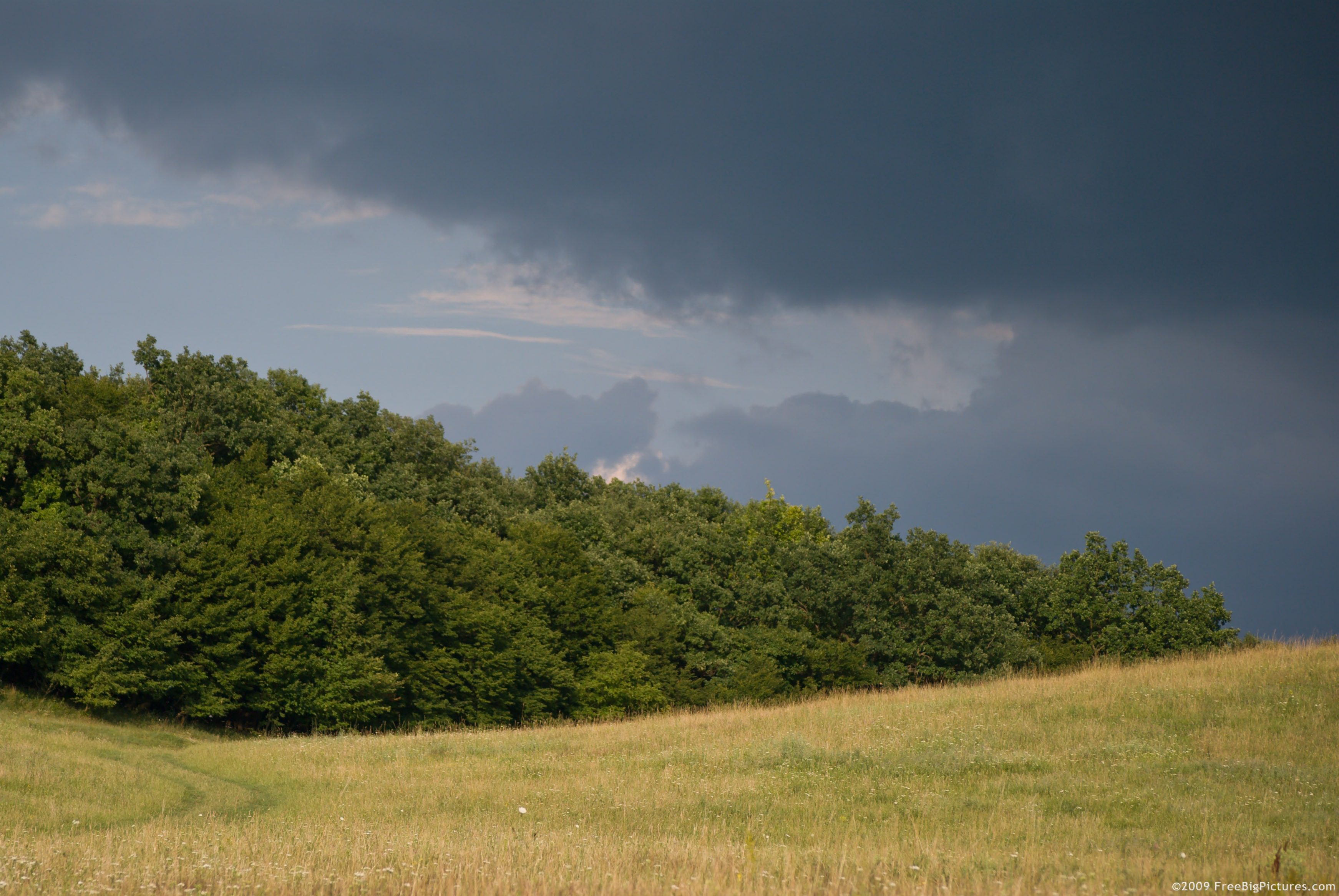 Forest Storm