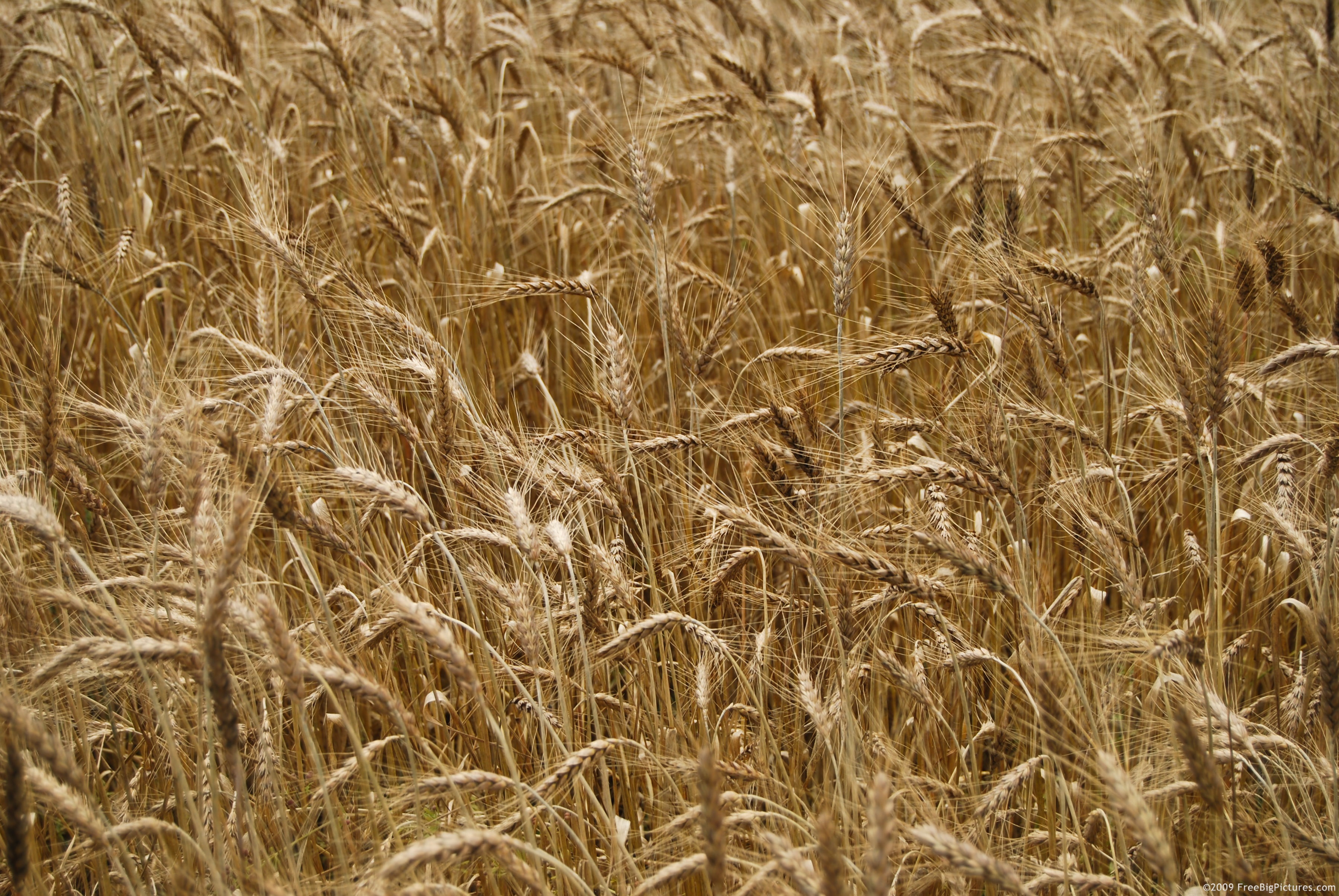 wheat-field.jpg