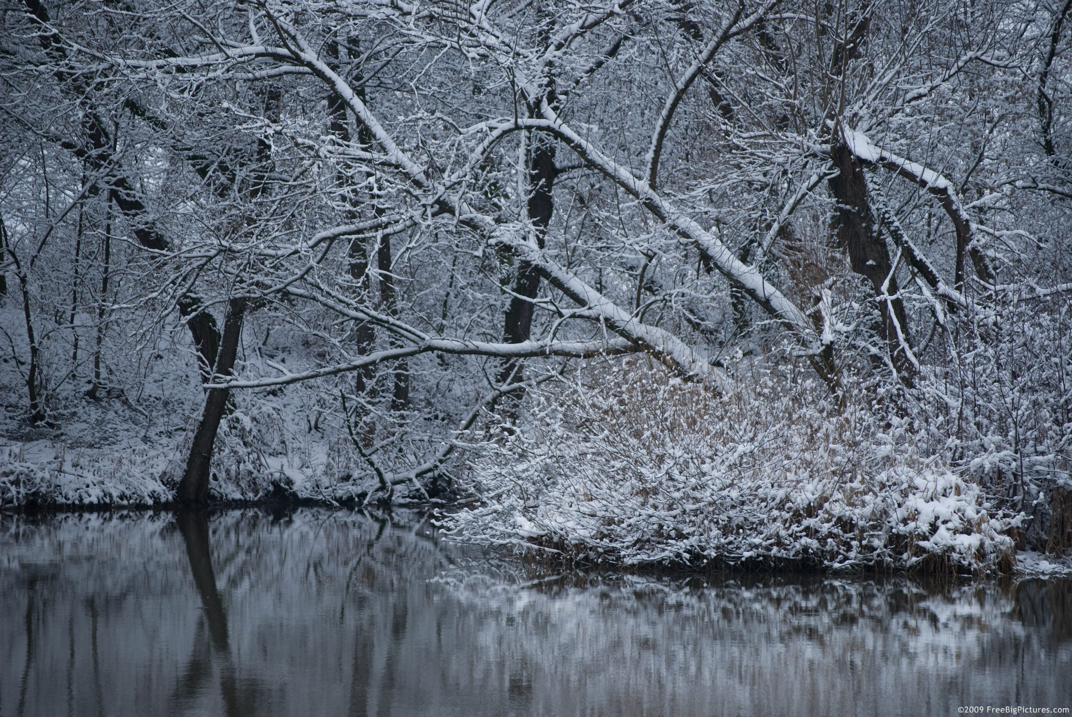 trees in winter