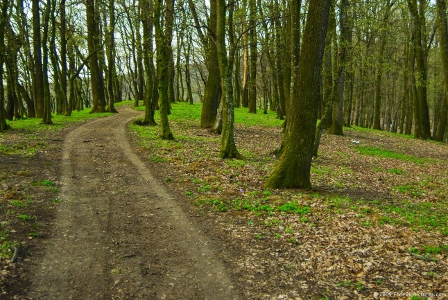 Woods Images - Path is a big picture available to download
