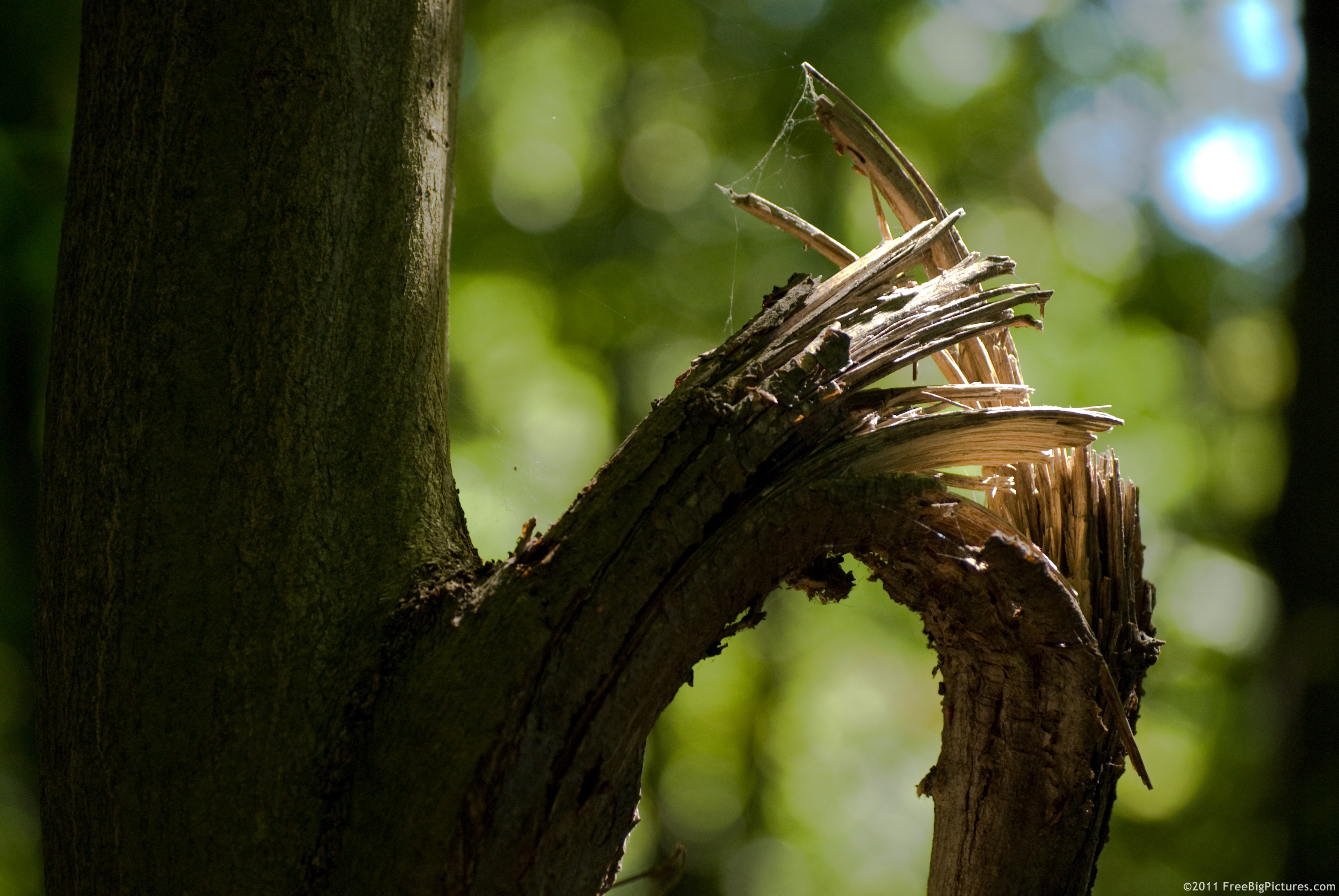 Broken branch jpg 3137 2100 With Images Branch Tree Tree Branches