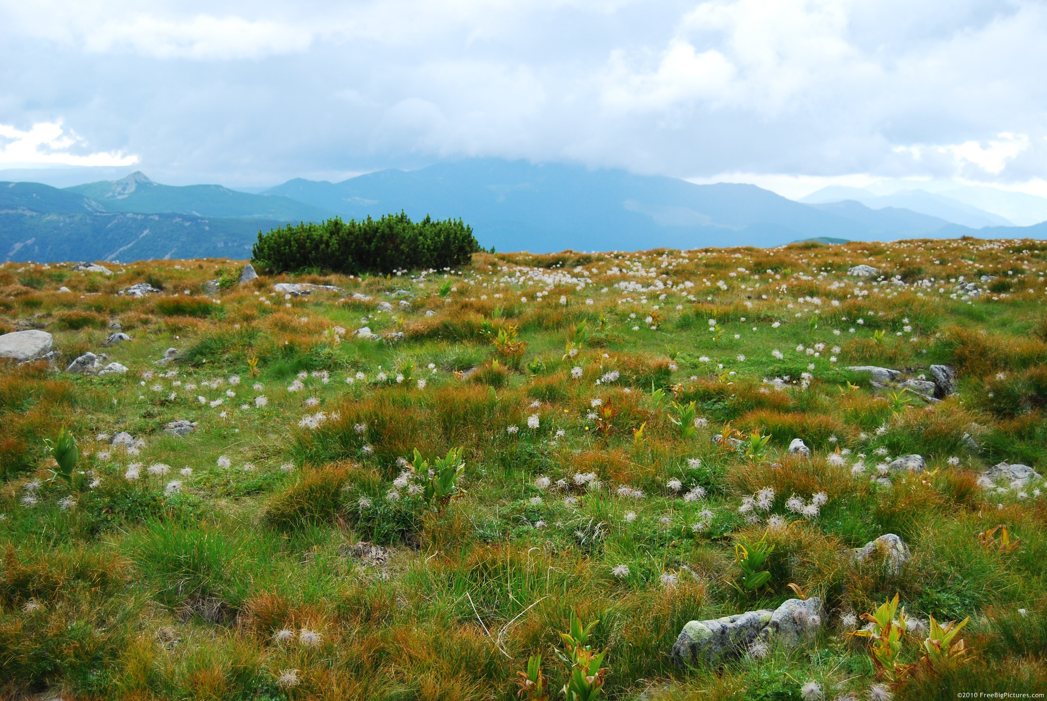 Alpine Valley Hills Grass