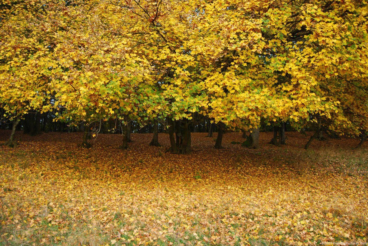 Tree Pictures – FREEBigPictures.com