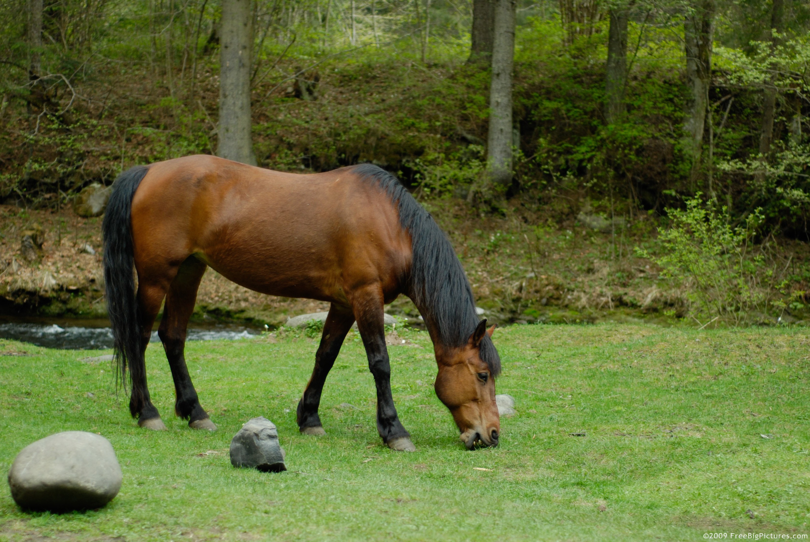 Image of Bay Horse Grazing