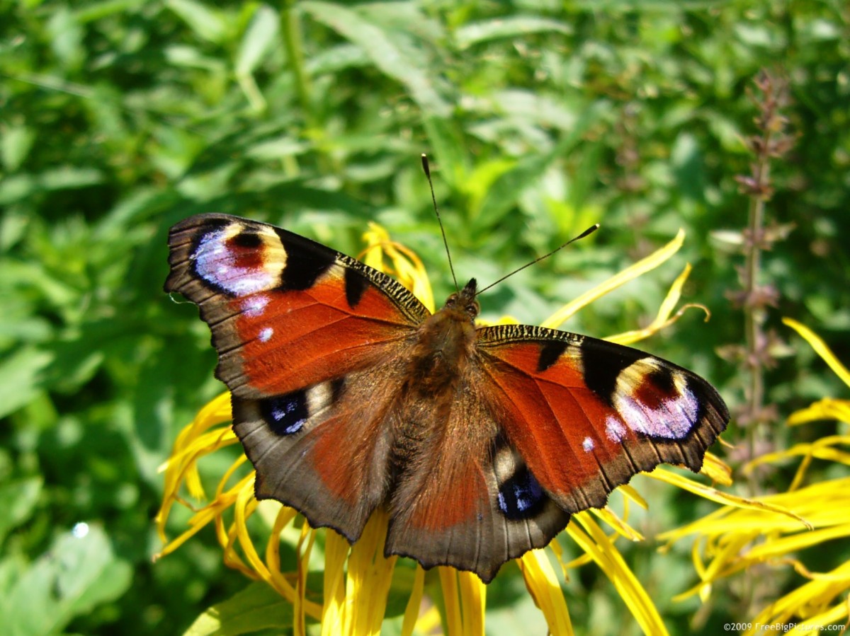 butterfly wings design