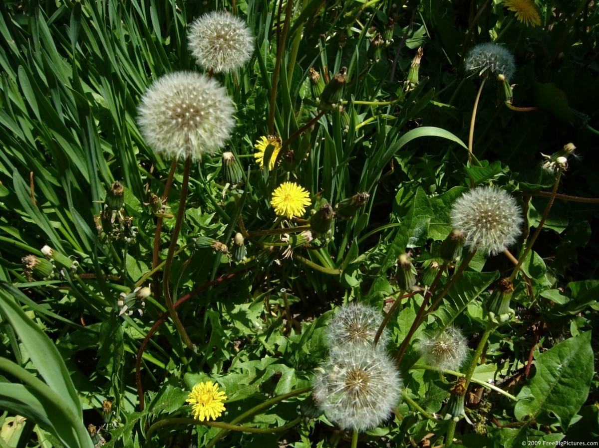 Dandelions Field – FREEBigPictures.com