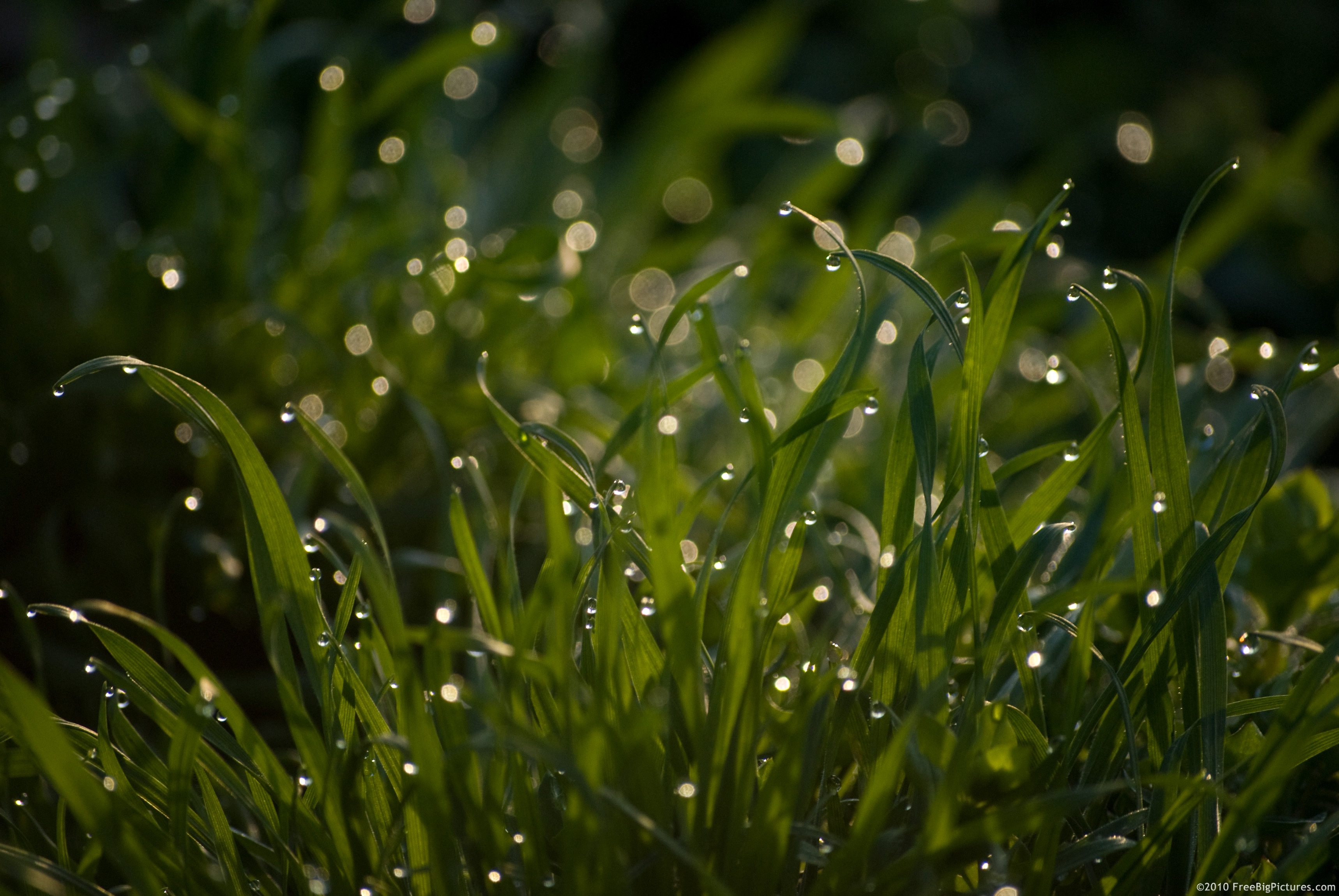 Dew on Grass – FREEBigPictures.com