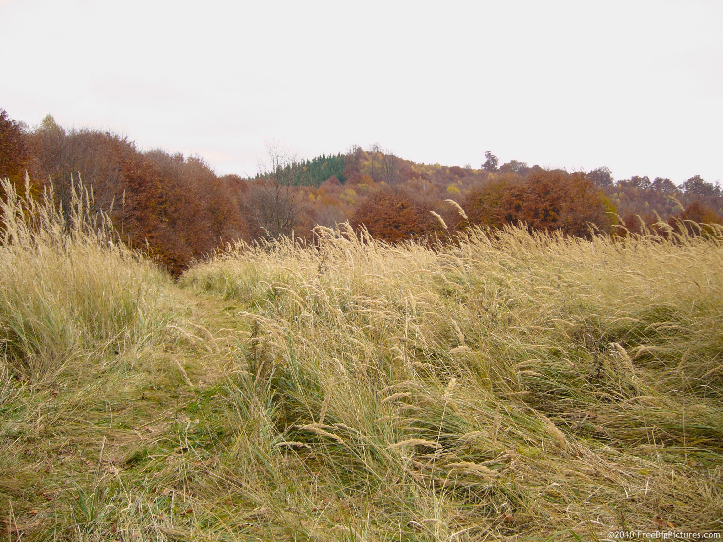 A long, hairy, dry grass in a meadow in the middle of the autumn. Is not a sunny image but the colors of the nature are warm, situated between a light yellow and rusty brown.
