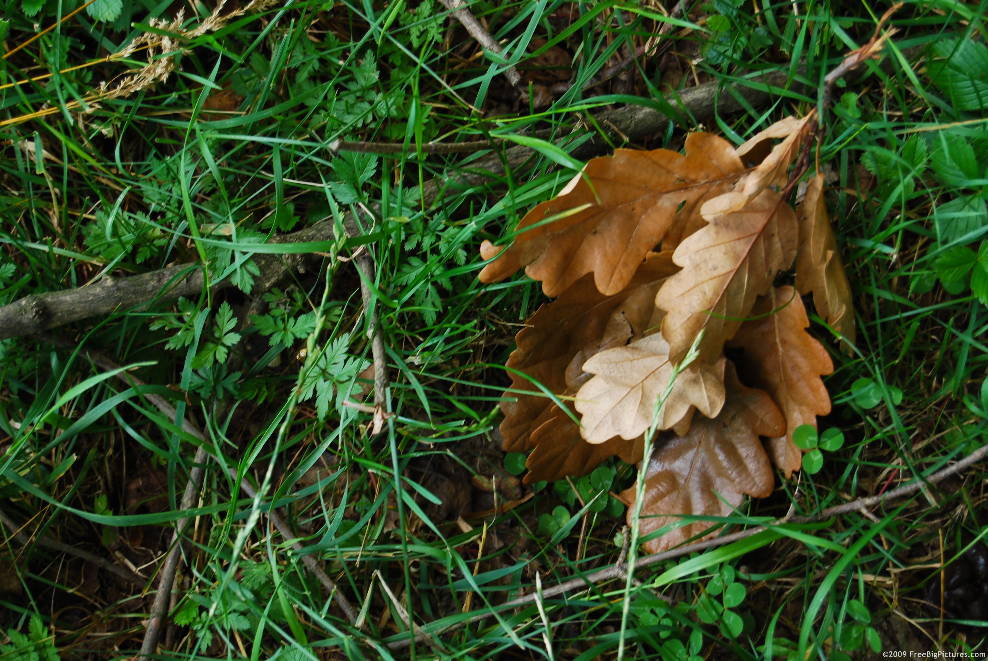 On the green grass, the color of a few dry, rusty oak leaves are in a pleasant contrast and thus is created an interesting image