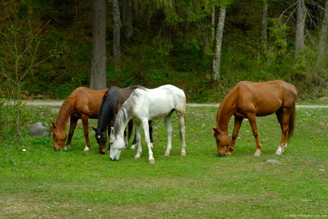 Brown and white horses, feeding with fresh grass, on a green pasture