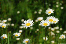 Marguerites