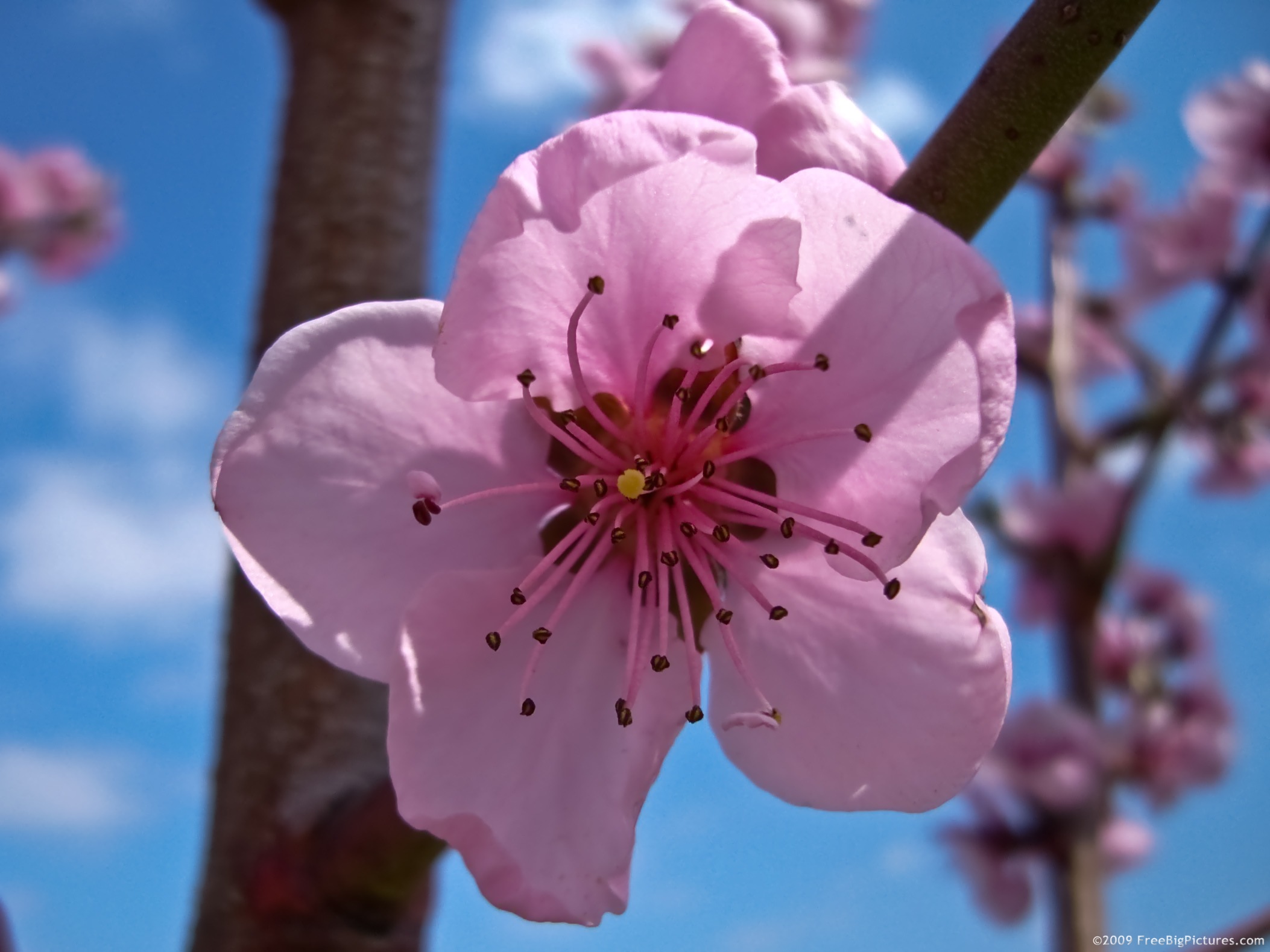 Peach Flower – FREEBigPictures.com