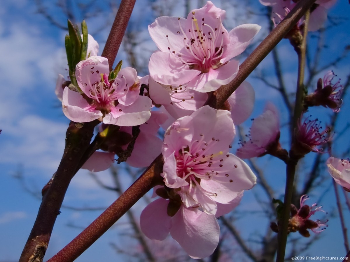 Peach Flowers – FREEBigPictures.com