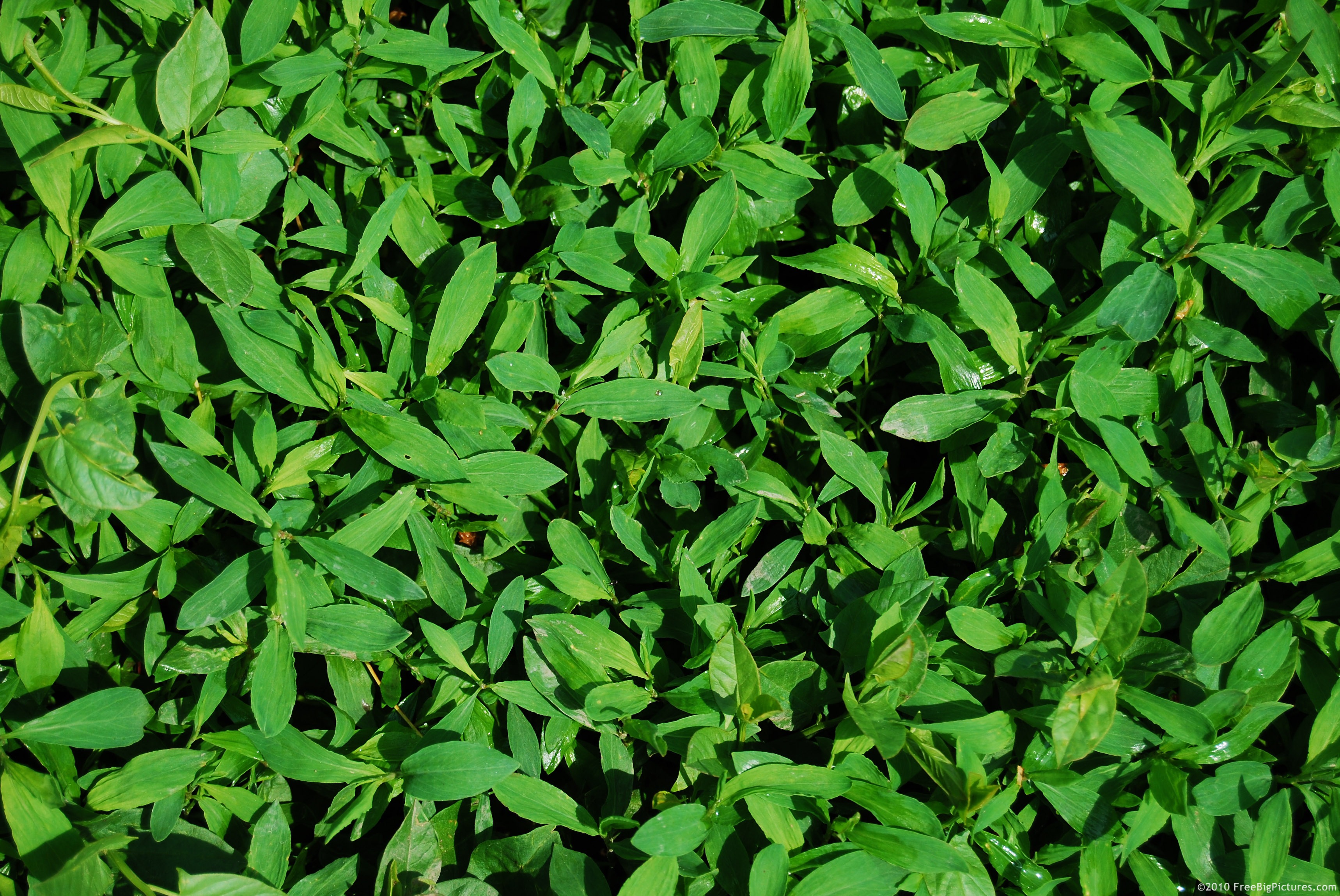 Image of birdweed - Polygonum aviculare