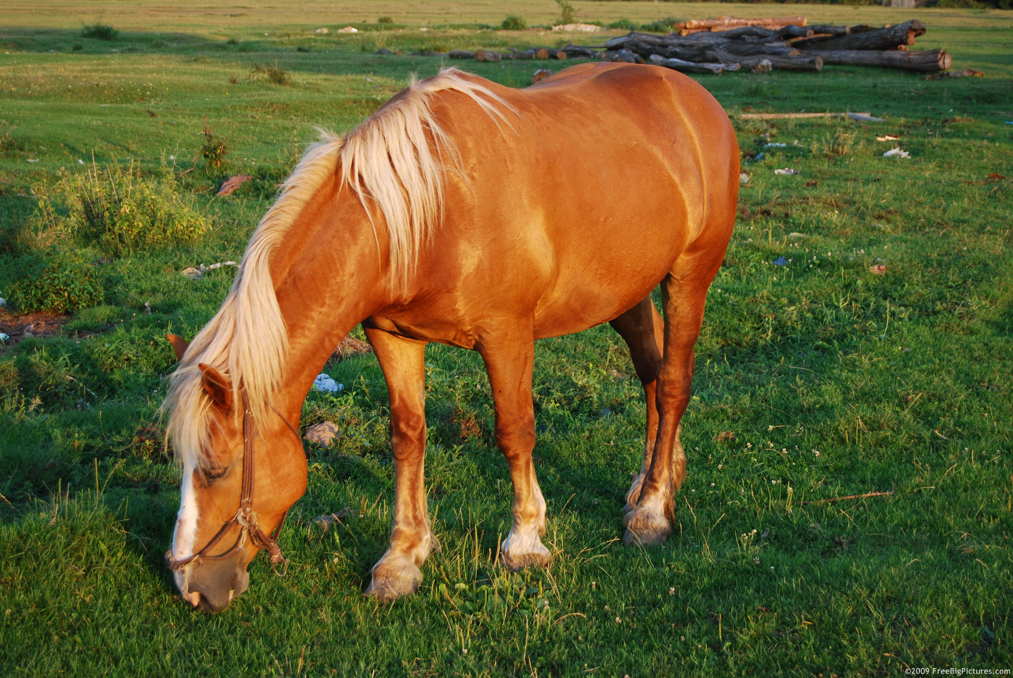 Pony FREEBigPictures