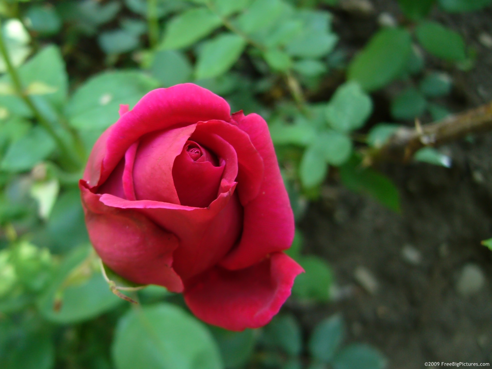 Red Rose Bud – FREEBigPictures.com