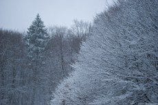 Picture of December Snow Fall