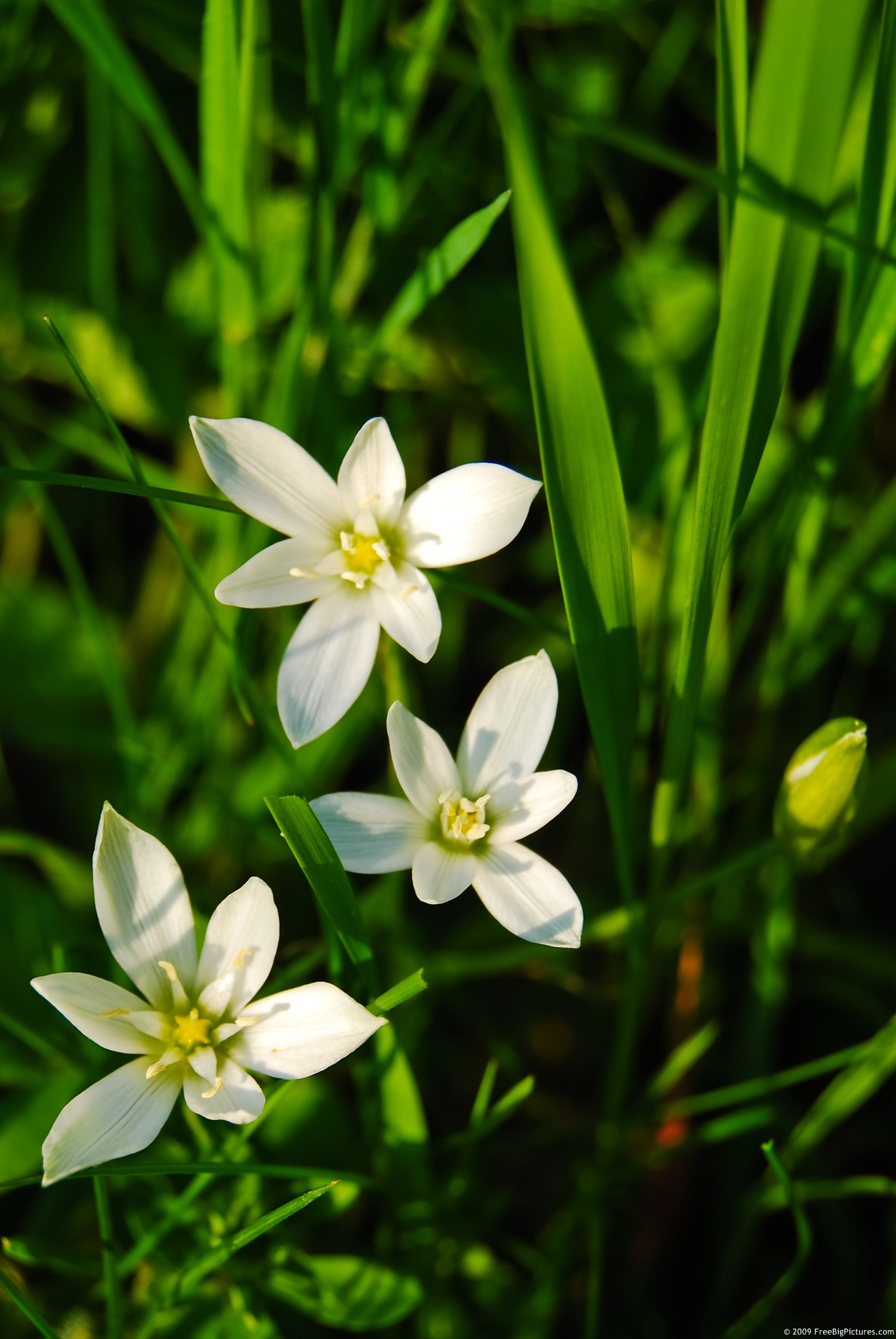 White Flowers – FREEBigPictures.com