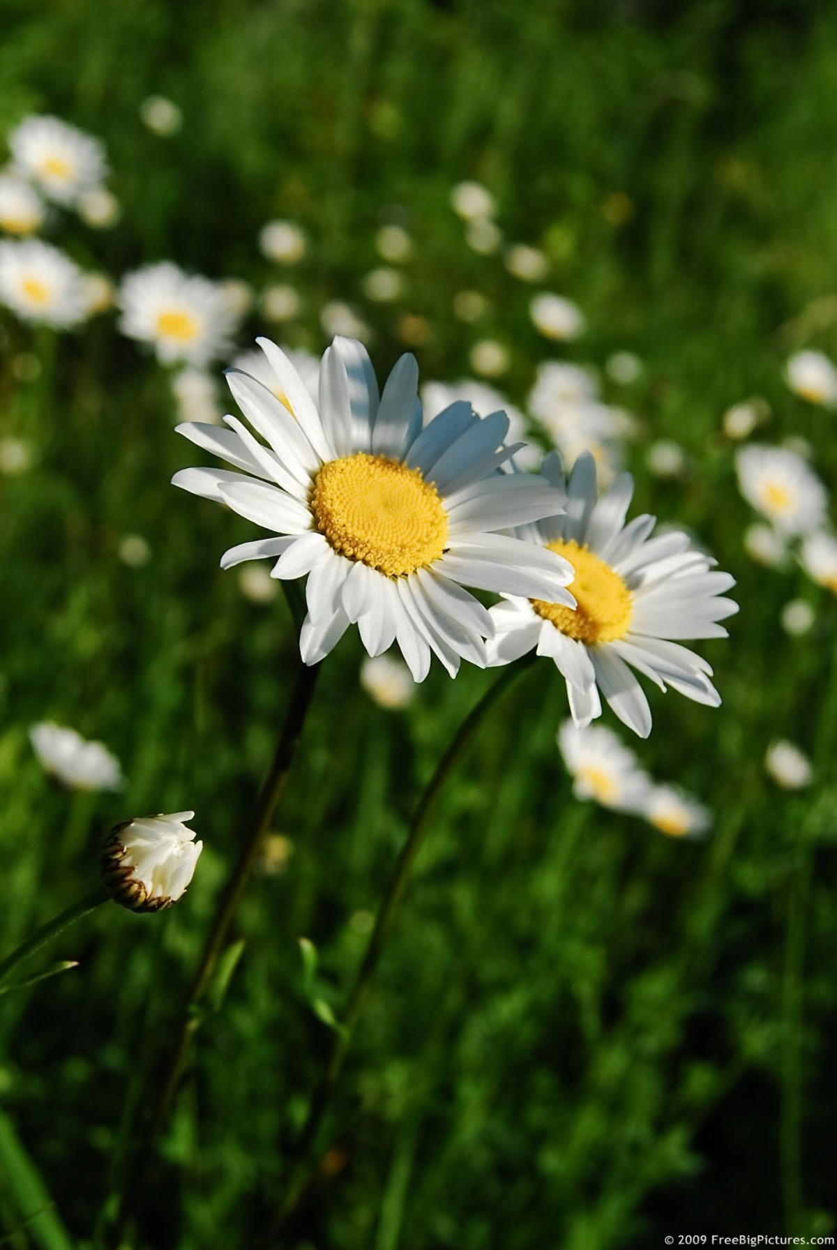 Wild Daisies – FREEBigPictures.com