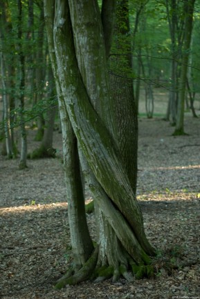 Woven Trees