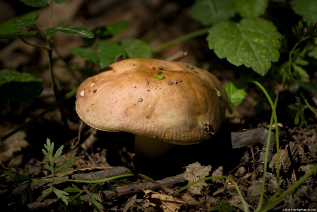 Russula Illota – a fungus which grows in deciduous and coniferous forests