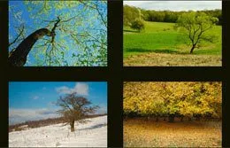 TREES