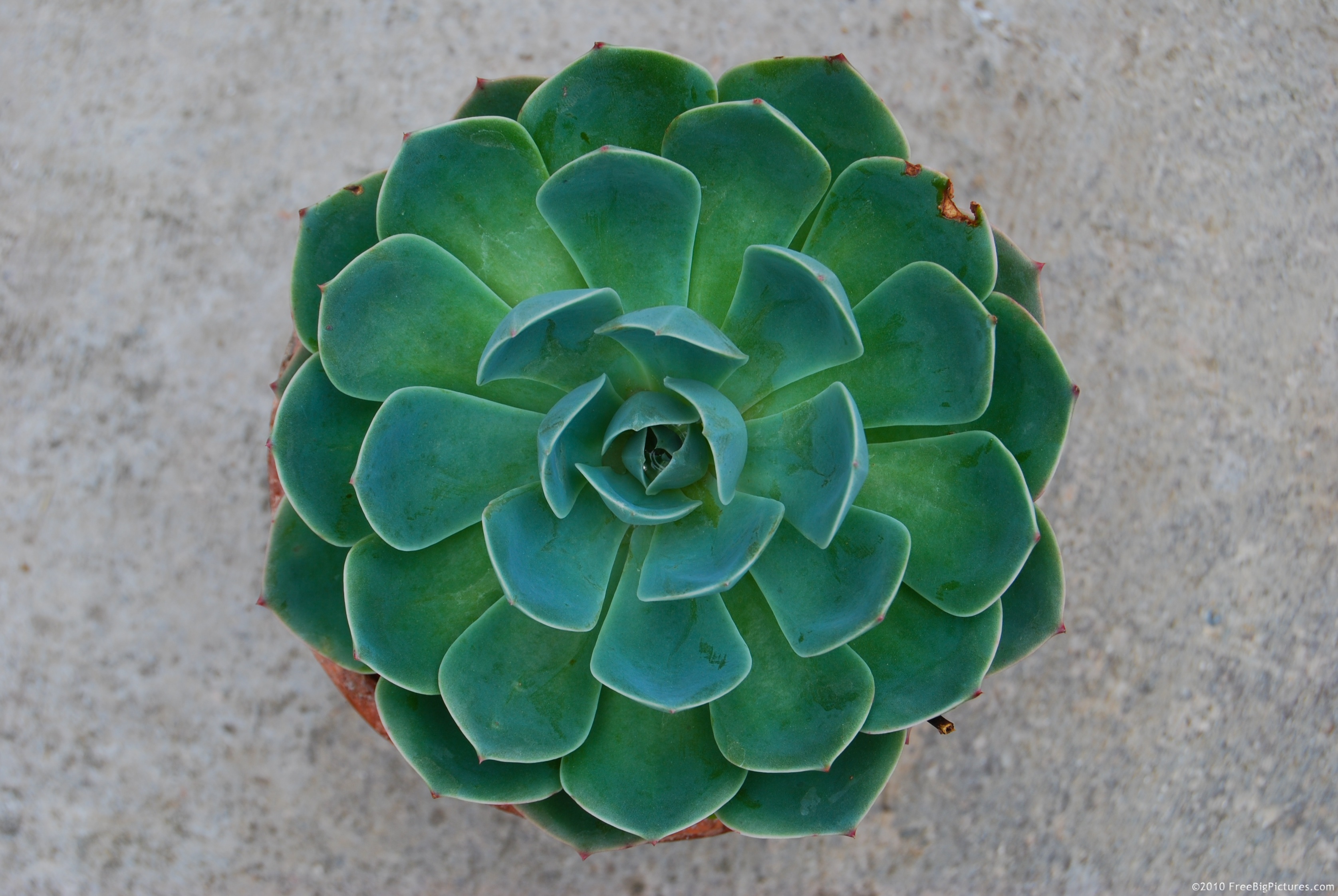 Aeonium (pinwheel), includes 35 species, all with succulent, not frost resistant leaves