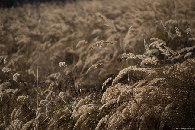 A field of grass bended on the wind, in the brown shades of autumn