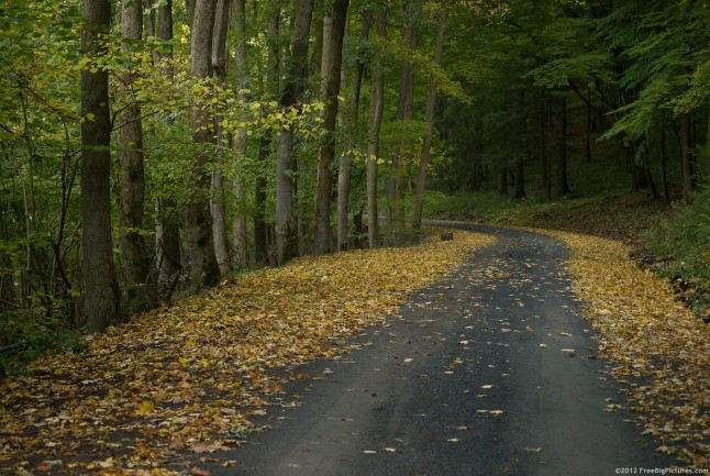 Autumn path in a forest with deciduous trees