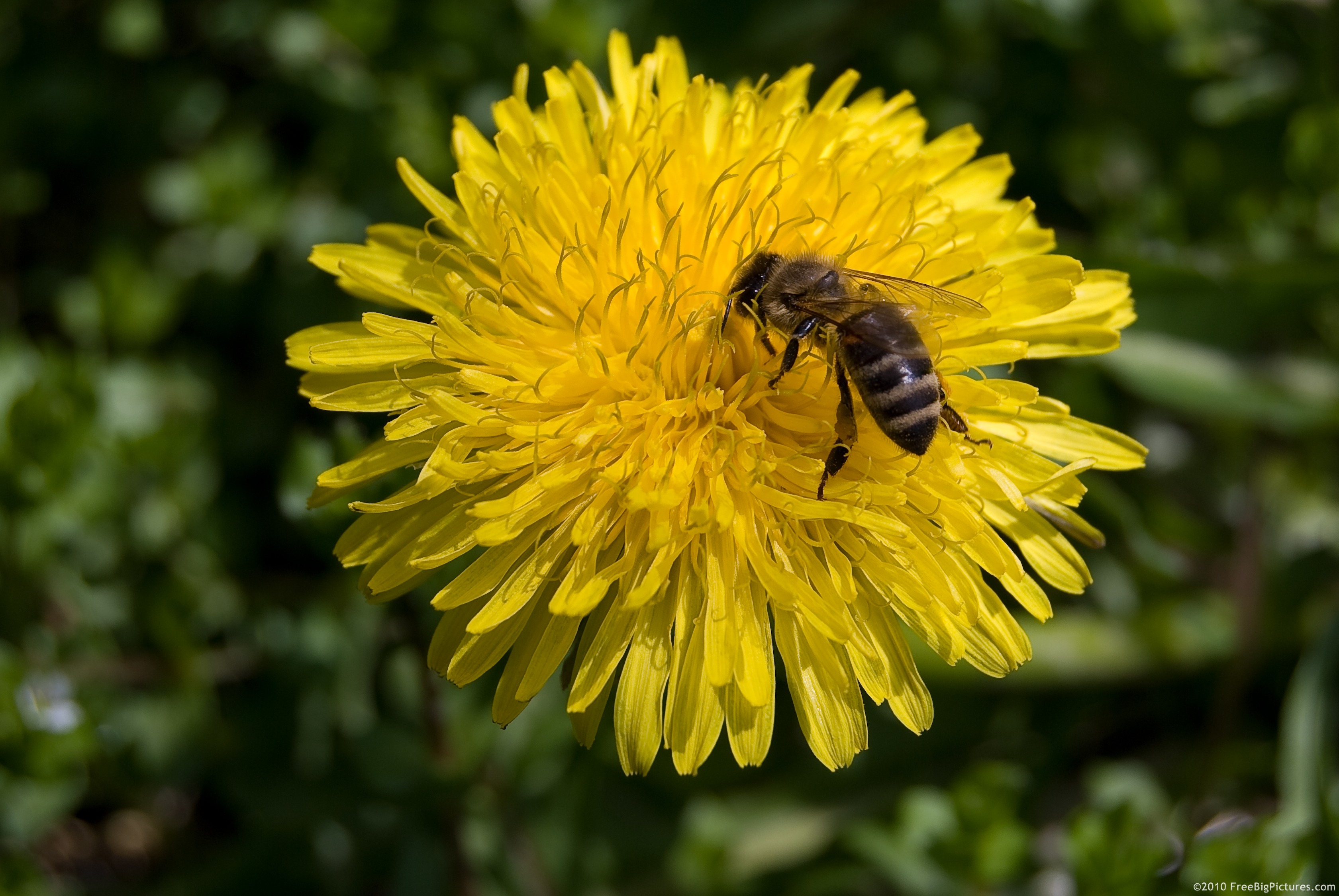 A dandelion pollinated by a bee, in April
