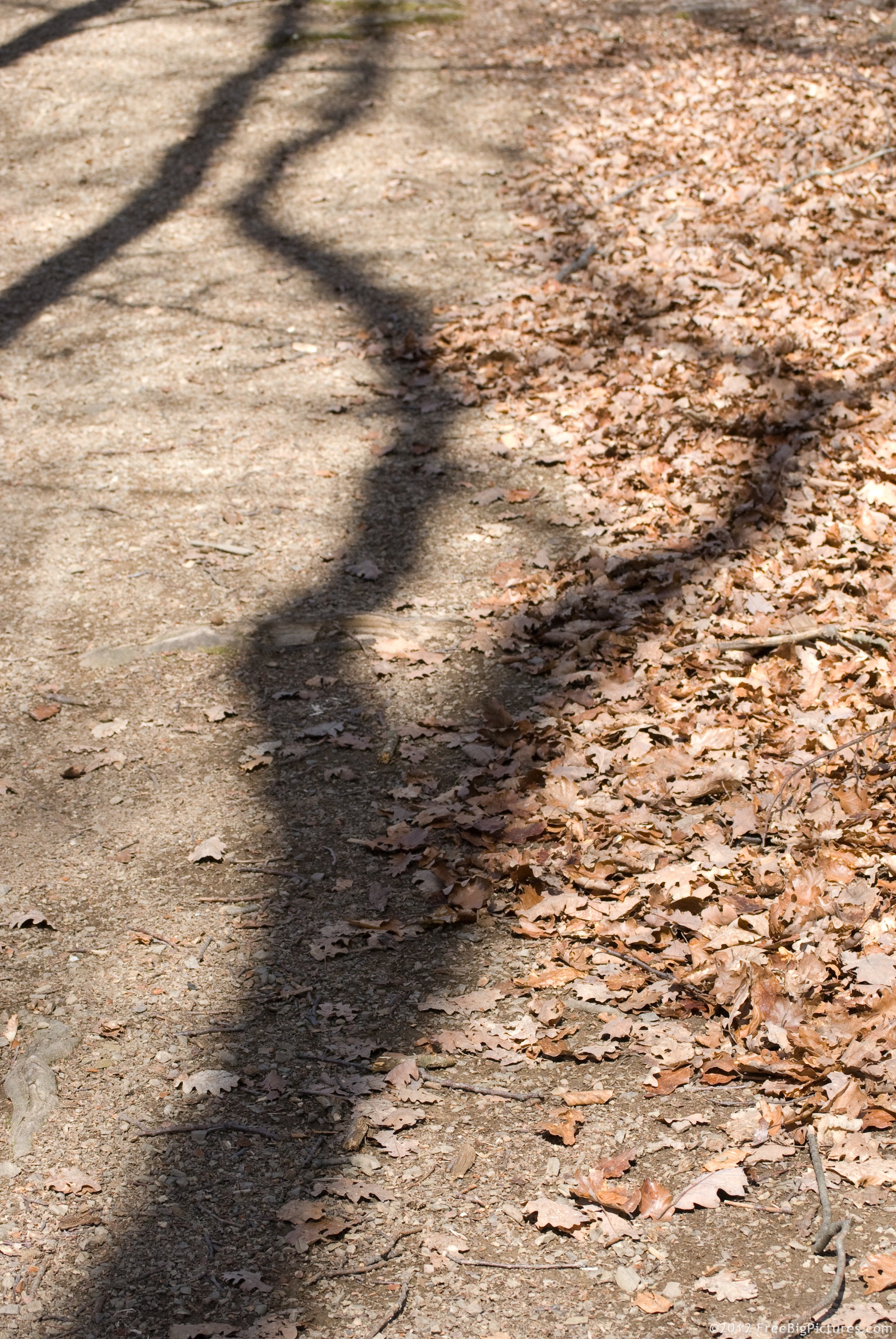 A few branch shadows in a sunny day, projected to a circulated track in a deciduous forest with trees without leaves prepared for hibernation in fall