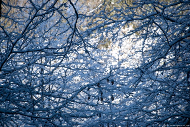 A network of branches and snow which are reflecting pure blue of the sky. Behind the trees, a small white patch is brightening, under the direct rays of the sun.