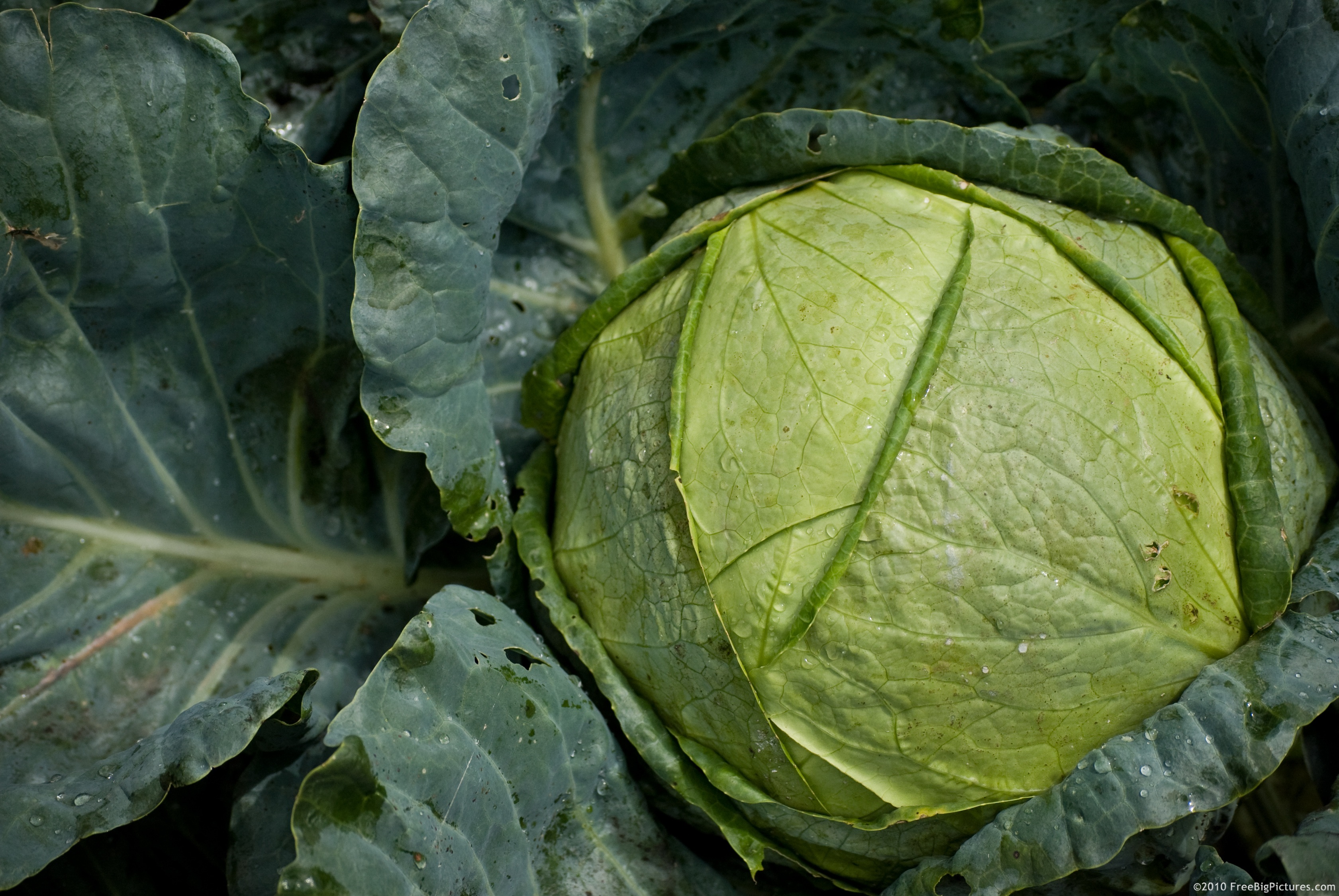 Cabbage – a vegetable with a lot of beneficial properties – anti-inflammatory, antioxidant, anticarcinogenic