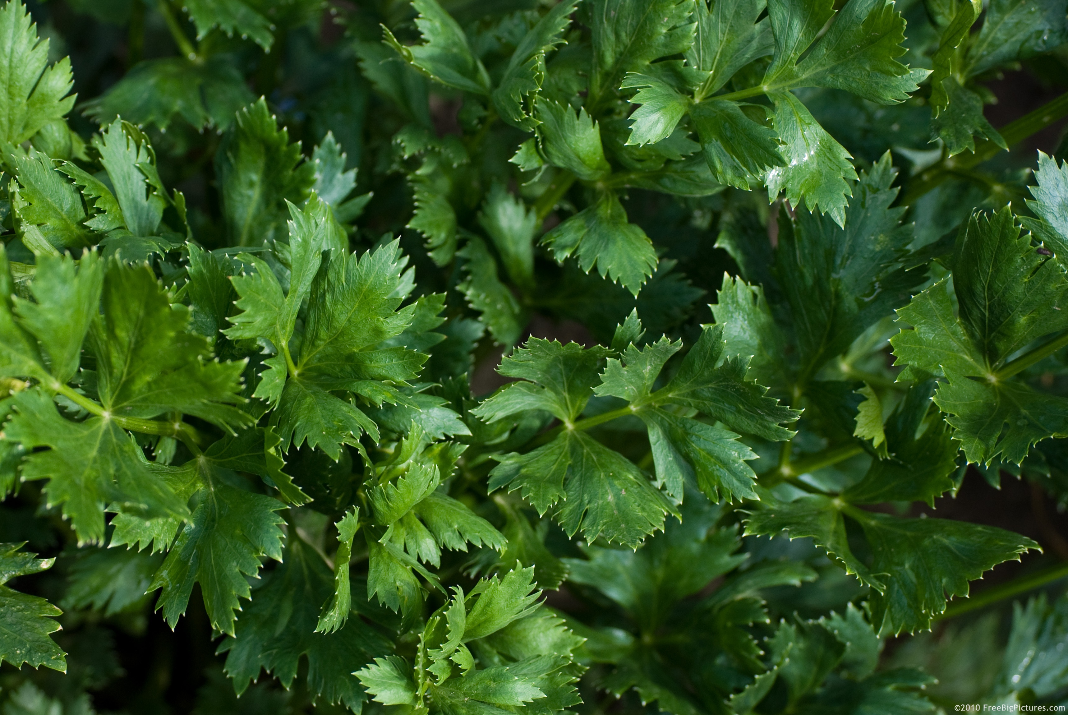 Celery leaves – indicated in hypertension, diabetes mellitus