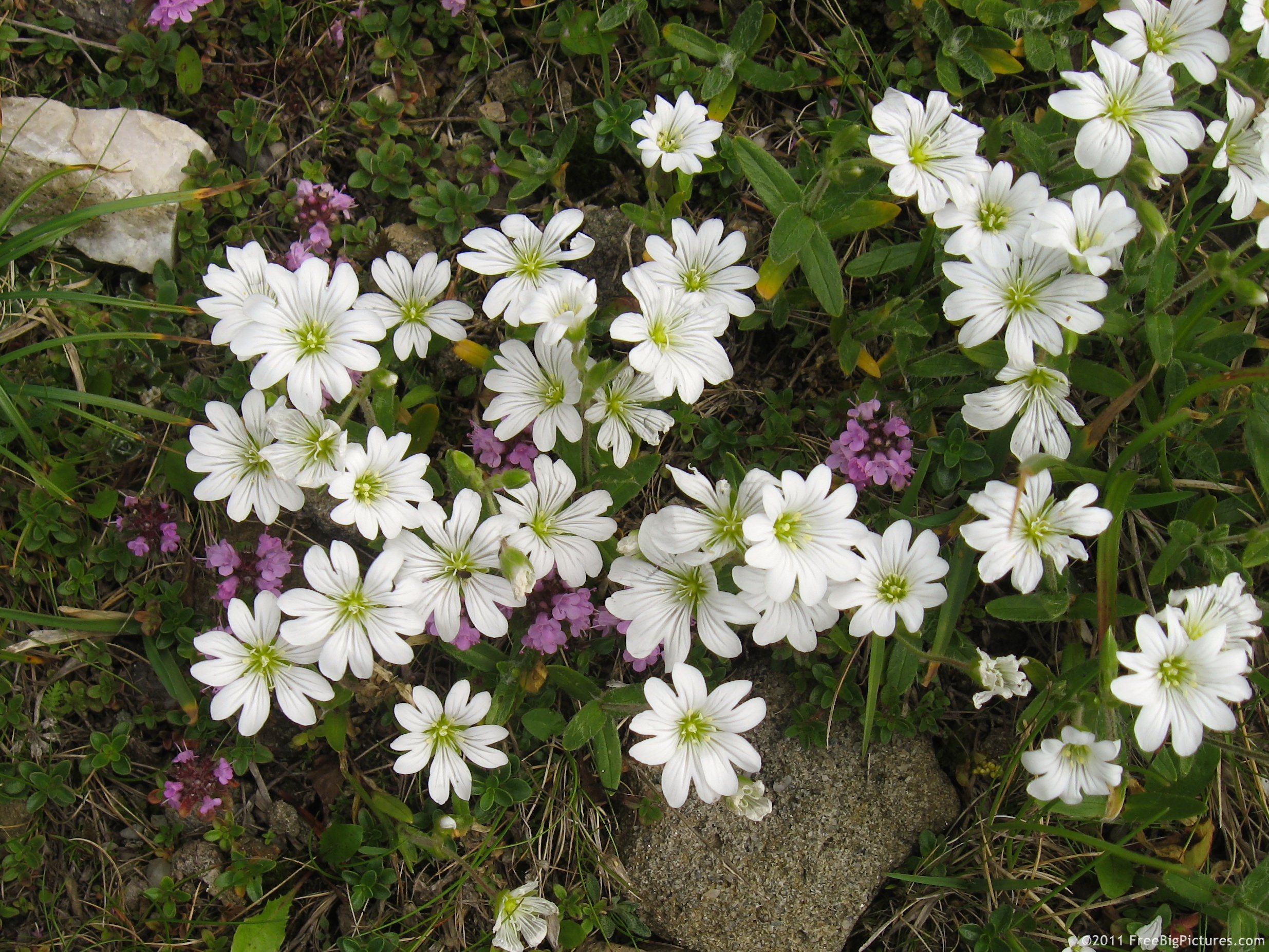 Cerastium arvense - a plant used as an antihemoragic in past