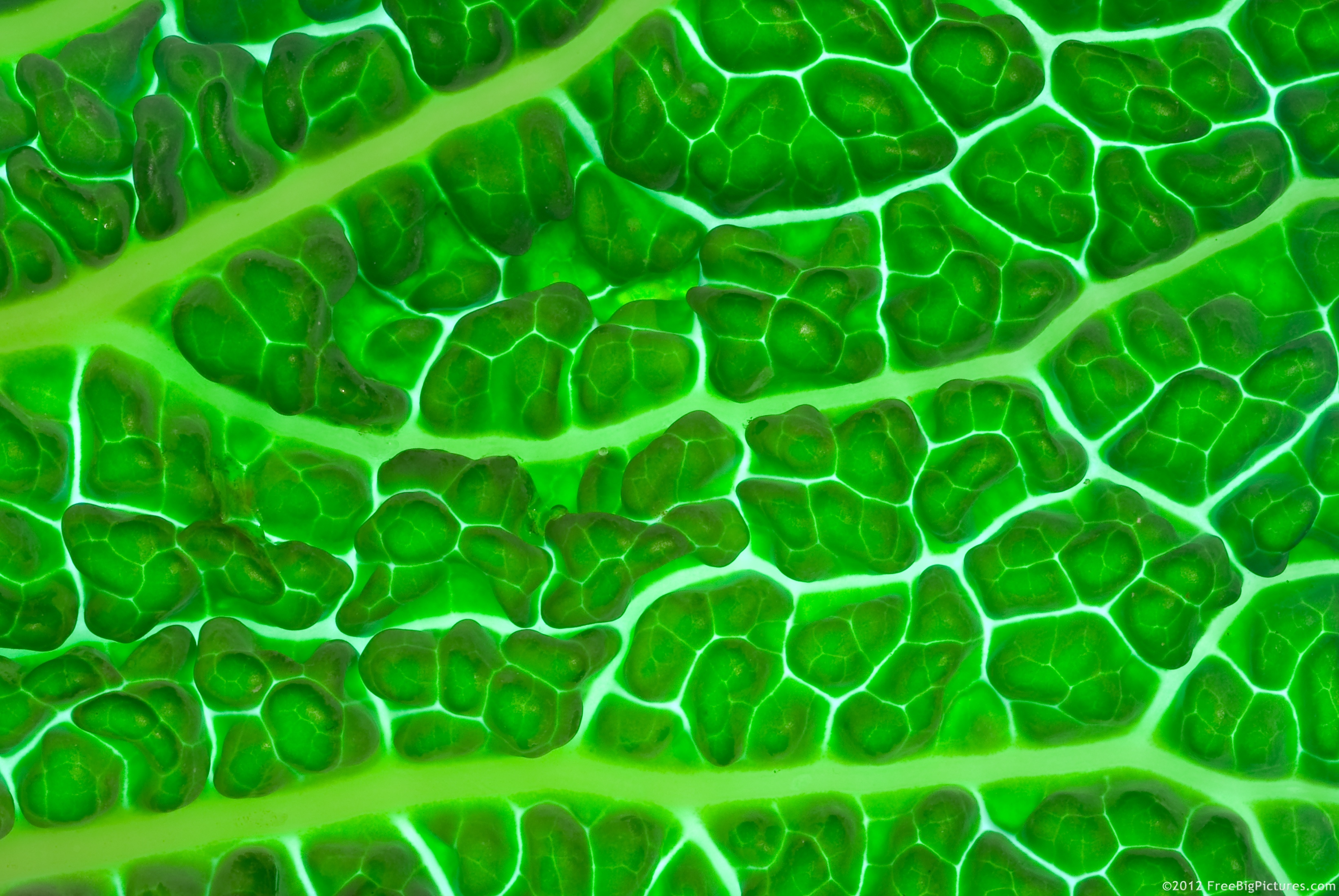 A green leaf, viewed from close up, which is crossed by plenty of yellow and white veins forming a network. Light coming from behind reveals even more details