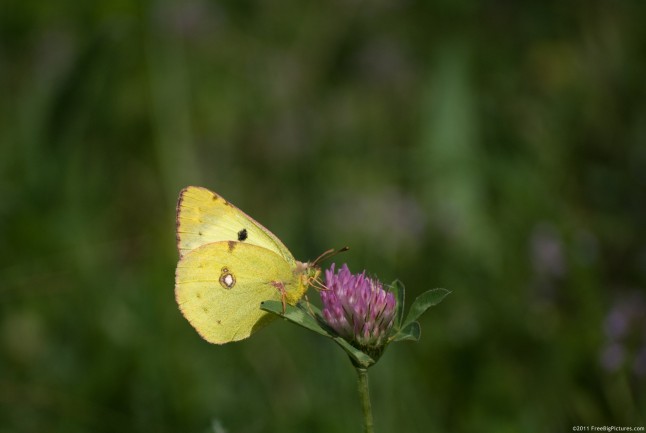 Colia Croceus butterfly (Clouded Yellow)