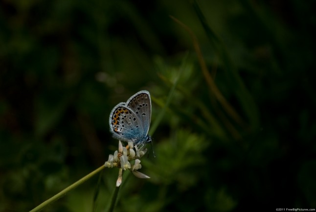 Common Blue - a small butterfly widespread in Europa