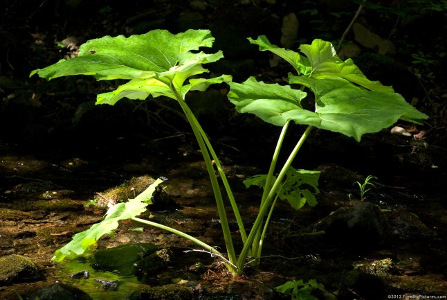 A Common Butterbur plant in water