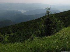 Evergreen conifer trees in Ceahlau Mountains