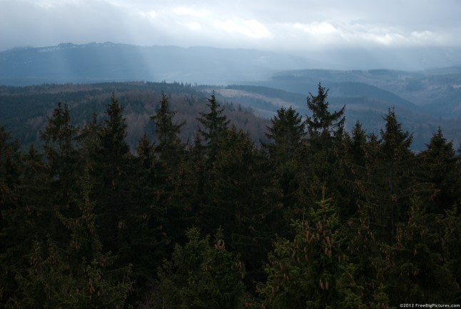 Forests of coniferous dominating a mountain landscape