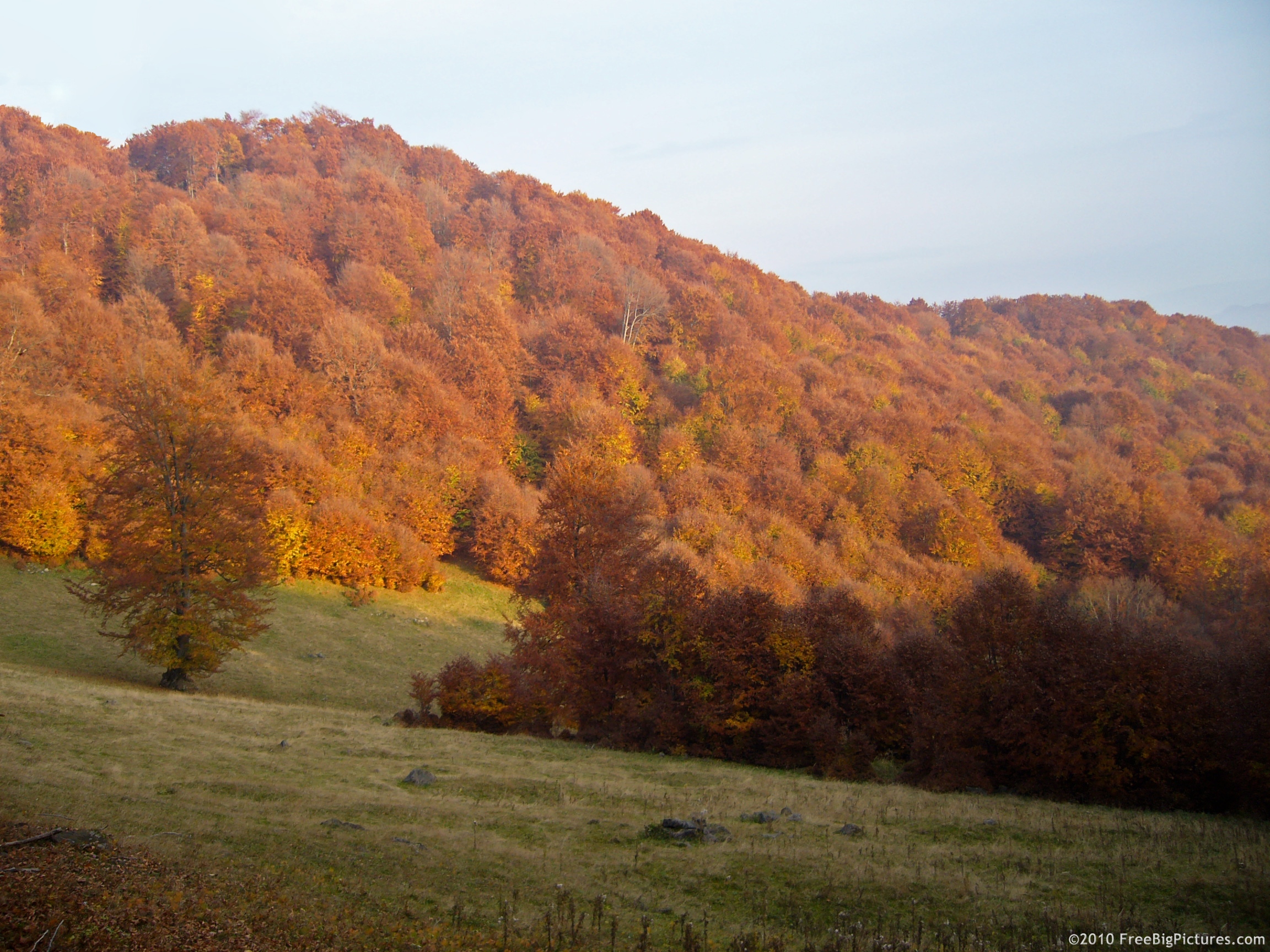Picture captured from a meadow about a forest in autumn, bathed on the sundown's warm light thus gaining almost a copper color