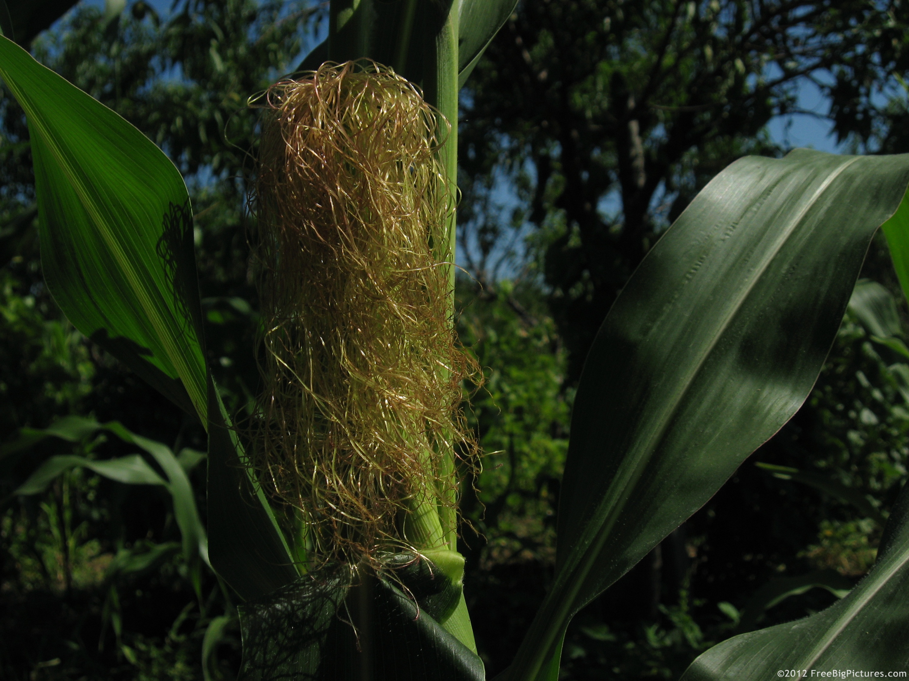 Corn silk has anti-inflammatory, diuretic, hypoglycemic effects