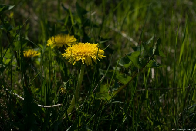 Dandelion, a common herb spread on North America and Eurasia