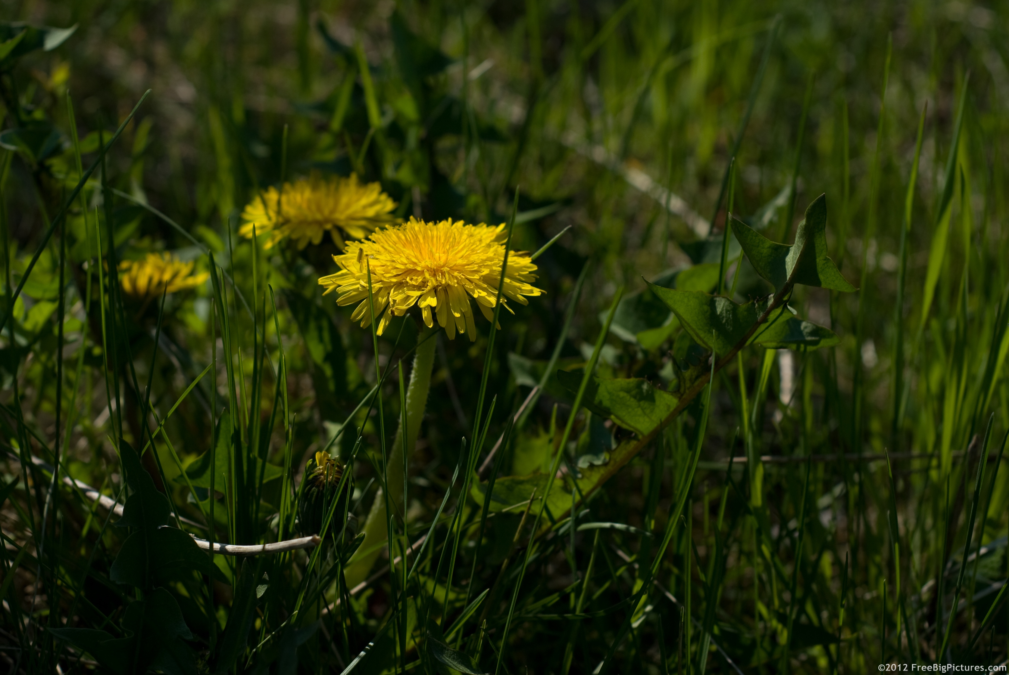 Dandelion, a common herb spread on North America and Eurasia