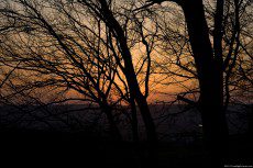 Dark trees with branches scattered on the sky